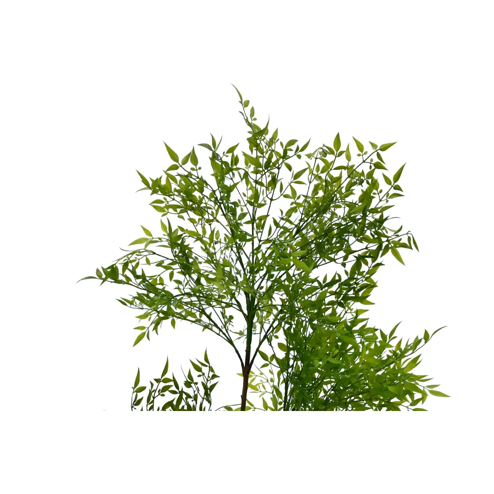 BAMBOO PLANTA 