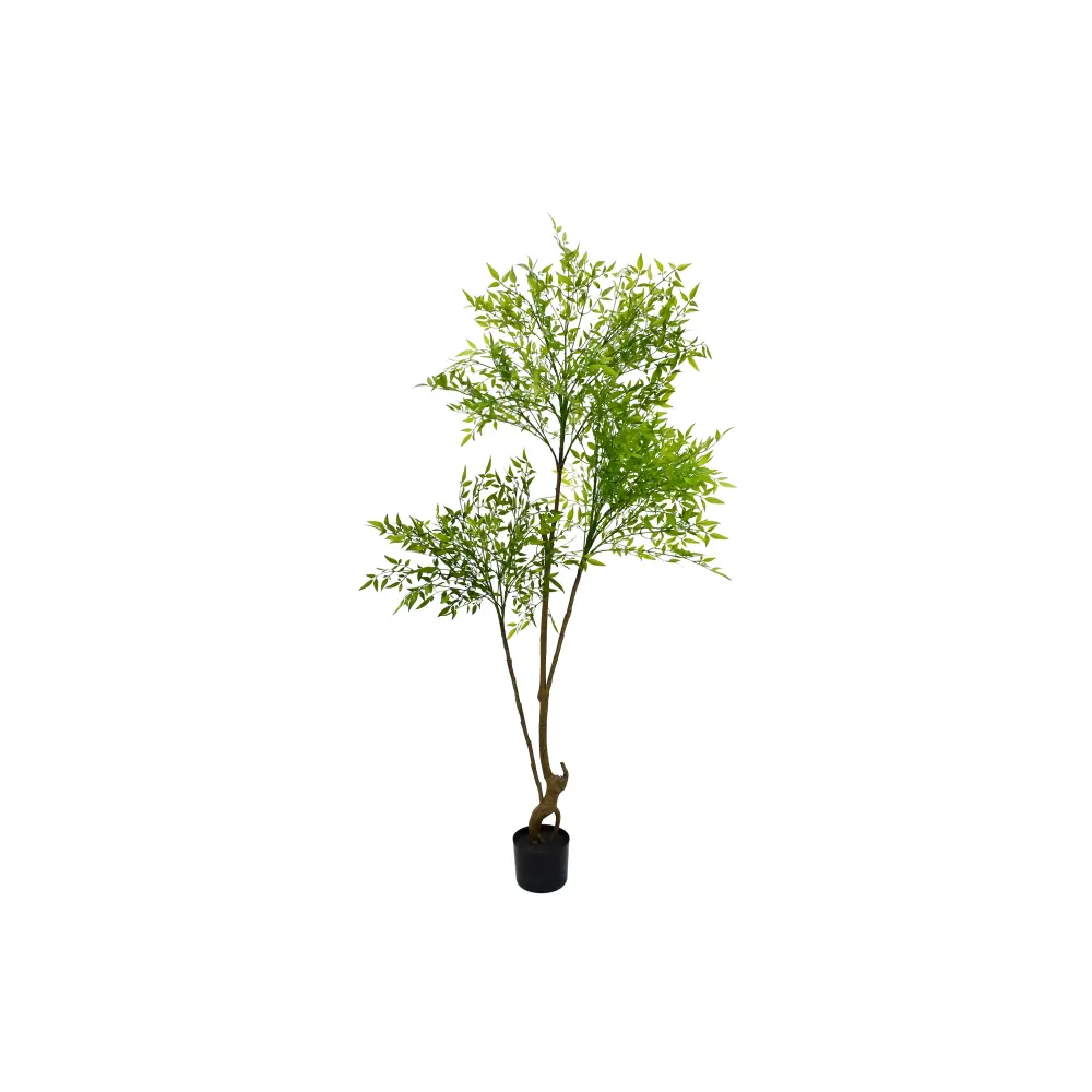 BAMBOO PLANTA 