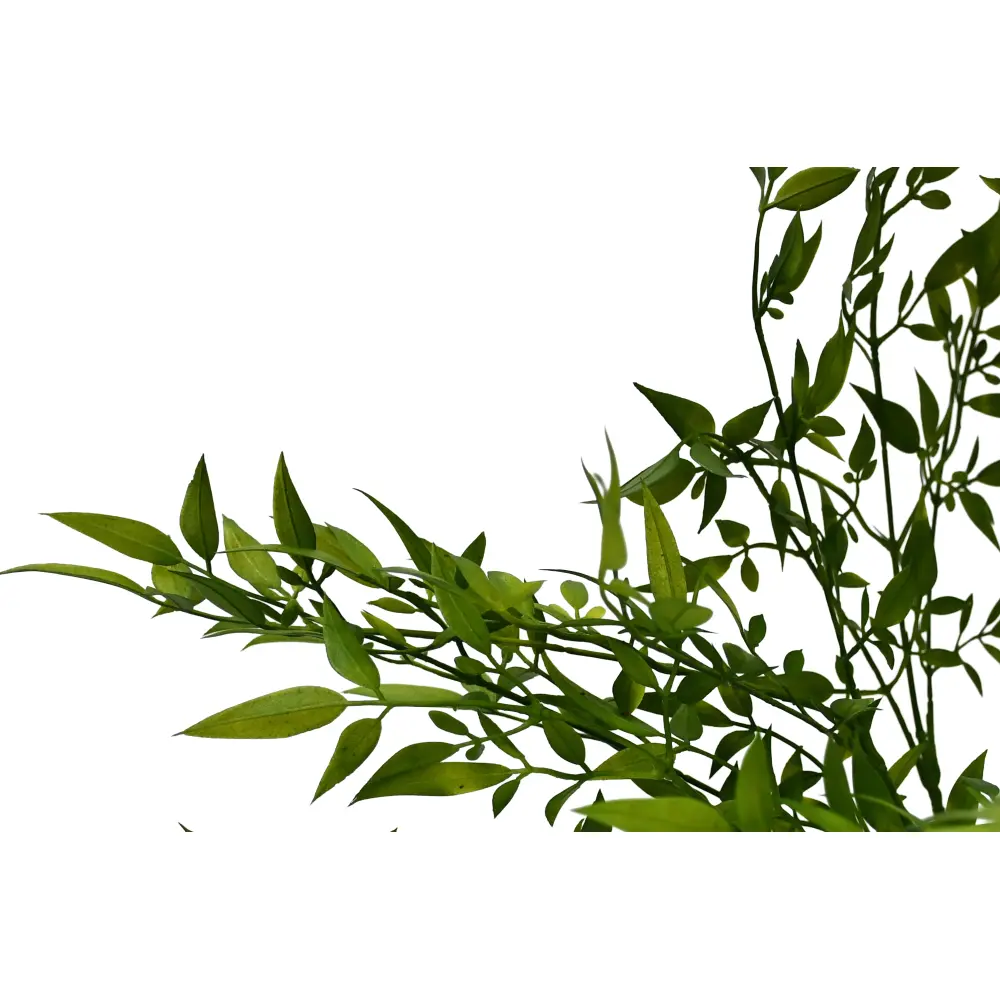 BAMBOO PLANTA 